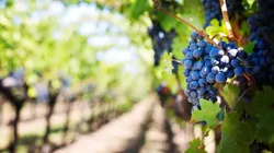 Wiener Wein und Heurige