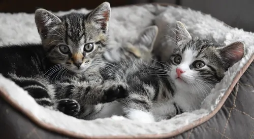 Katzen impfen - Katzenimpfung Impfplan & Kosten