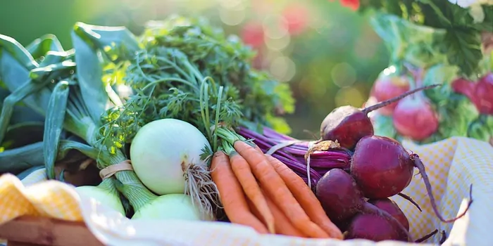 Gemüsegarten für Anfänger Tipps und Ratgeber