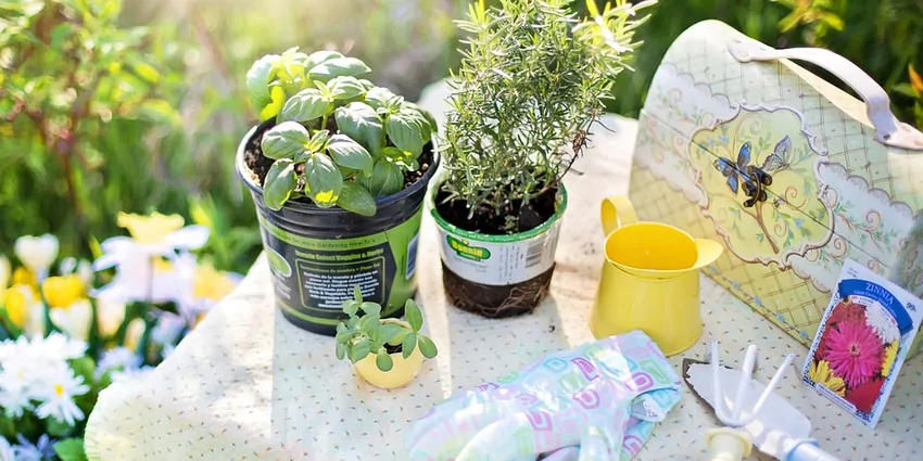 Kräuter anbauen - Indoor Kräutergarten