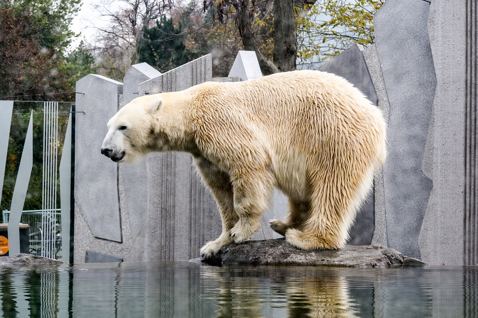 Eisbär in Tiergarten Schönbrunn