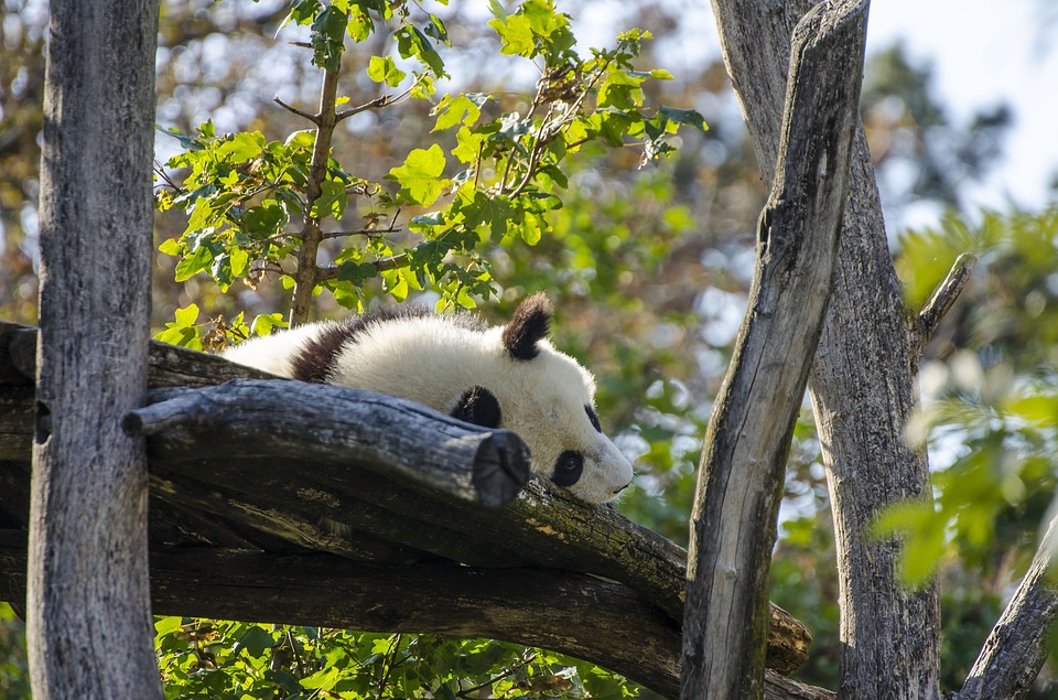 Panda in Tiergarten Schönbrunn