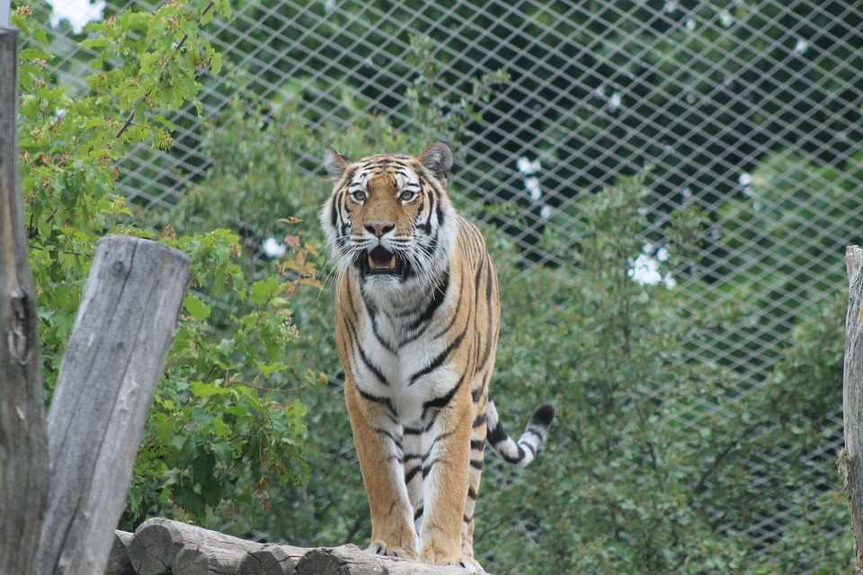 Tiger in Tiergarten Schönbrunn